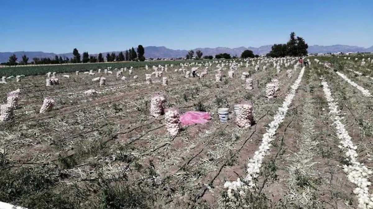 cosecha cebolla